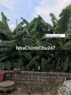 Bán 117m2 đất chính chủ tại Sơn Đông- Thị xã Sơn Tây, giá chỉ 1,29 tỷ