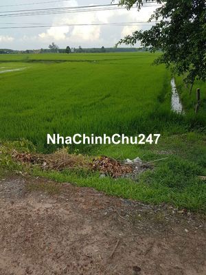 Đất có sổ. Hồng 1340m2 ,đường 788,tỉnh tây ninh