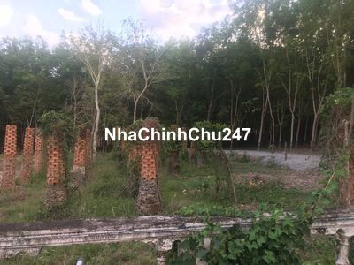 Bị Gí Nợ Chính chủ cần Cắt sâu lô đất 5 sào rưỡi Phú Giáo, Bìn Dương