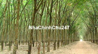 Cần bán đất vườn cao su hơn 29ha xã Suối Ngô, huyện Tân Châu, Tây Ninh