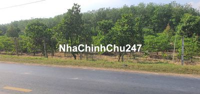 Cần bán 4700m2 đất trồng cây mặt tiền nhựa Tân Biên, Tây Ninh