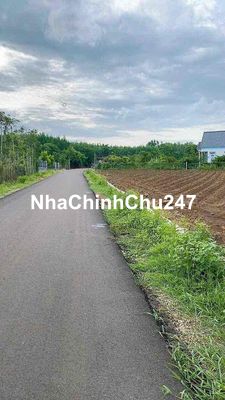 Chủ bán 990 (16.5mx60m) sẵn thổ cư BRVT Đất Đỏ 1.9 tỷ NH đã hỗ trợ