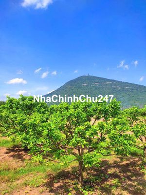 Chính chủ cần bán đất dương minh châu, kế núi bà 530tr