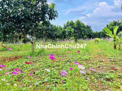 Đất 2365,9m2 vườn có thổ cư : Có 30 cây ăn trái -Chủ kẹt bán 1,22tr/m2