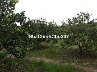 Đất vườn Bình Phước 2000m2, sẵn sổ hồng chính chủ, mặt tiền đường nhựa