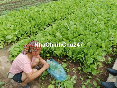 BÁN ĐẤT VỊ TRÍ ĐẸP THÚY LĨNH 35M- CÁCH Ô TÔ 10M - SỔ ĐỎ CC