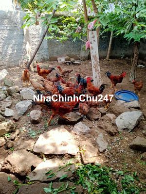 Bán đất chính chủ. diện tích 5x20 có 40m thổ cư