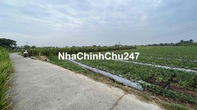 đất lúa được chuyển thổ ấp 5 xã Hoà Phú đường 5m