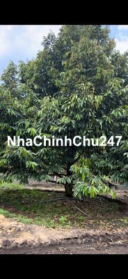 Chủ ngộp bán nhanh vườn sầu riêng 2200m2 Tc cạnh trường TH định hiệp