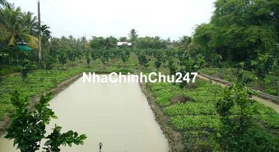 Nhà vườn hơn 1000m2 có ao nuôi cá và cây ăn trái, chính chủ bán giá rẻ