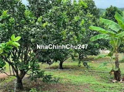 CHỦ KẸT TIỀN BÁN GẤP 1 MẪU LỘC NINH ĐẦU TƯ LÂU DÀI SANH LỜI CAO