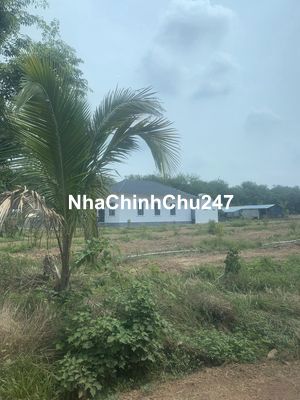 đất bình dương, đường đất sỏi sắp lên nhựa, 250m2 có ngân hàng