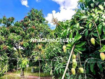 Chính chủ em cần bán gấp