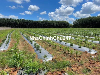 Mua đất, canh tác kiểu mới cho thu liền " LỢI NHUẬN TRƯỚC MẮT " 250tr