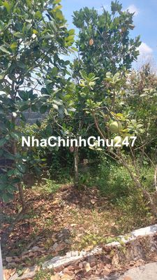 ĐẤT NHÀ VƯỜN TRUNG AN CỦ CHI 2326M2 SIÊU RẼ CÓ 253M2 THỔ CƯ