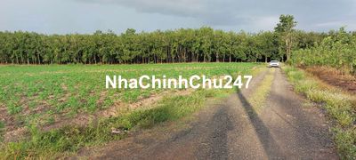 Chính chủ cần bán lô đất sào 1.034m2 sổ sẵn tại Lộc Ninh, Bình Phước.