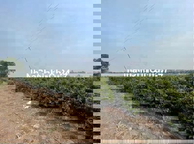 Đất chính chủ 65x150m (9.430m2), MT Kênh 1 Làng Mai Bình Lợi