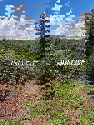 đất sổ hồng trồng cây lâu năm chính chủ