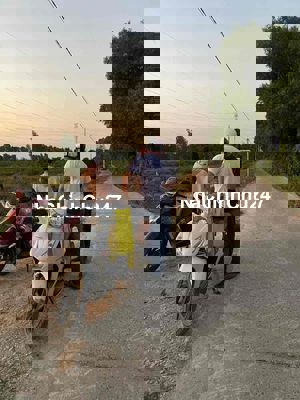 Bán gấp 250m2 thổ cư lương hoà, bến lức ,long an. Giá 1tỷ150