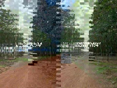 Đất Dân ngộp cần bán tại xã Tân Lợi huyện Đồng Phú. sổ riêng giá rẻ