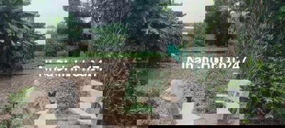 Cần bán gấp để trả nợ