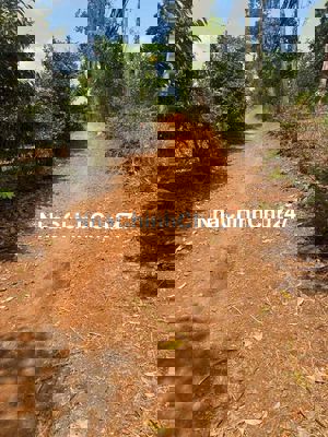 vườn sầu riêng giá rẻ nhất thị trường tại bảo bình cẩm mỹ