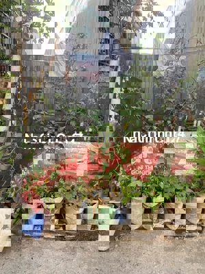 Chủ Ngộp Bank.4*19 TC 61m.Đường Bình Thung