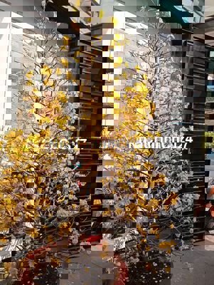 Bán nhà đường Nguyễn Lộ trạch tân quý tân phú