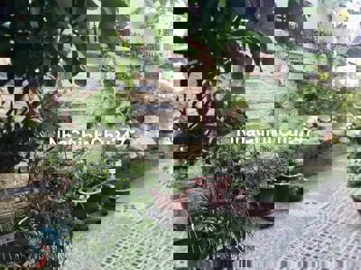 🌟 Cơ Hội Vàng! Nhà Hẻm Gò Vấp - Xây Dựng Tự Do, Chỉ 9 🧄! 🌟