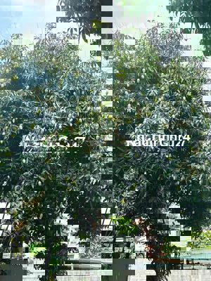 Chủ cần bán đất đường Nguyễn Quang Lâm hoà xuân