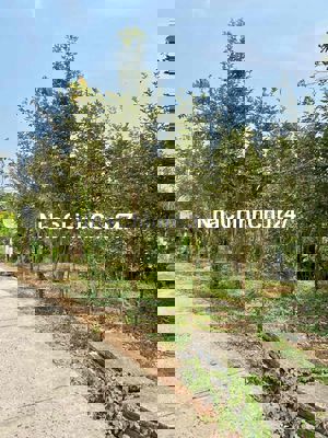 Cần bán nền đất thổ cư sổ hồng pháp lý đầy đủ Lấp Vò - Đồng Tháp