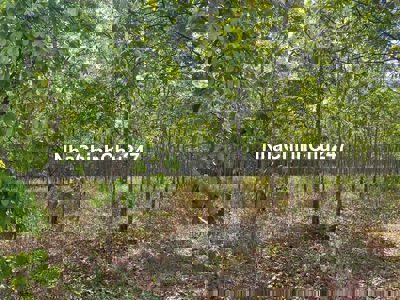 chính chủ bán vuờn cao su 1ha2 tại lộc ninh