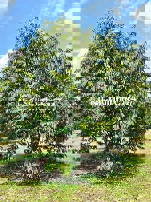 CHÍNH CHỦ VỀ BẮC CẦN SANG LẠI VƯỜN SẦU RIÊNG GIÁ RẺ