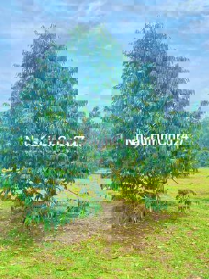 Chính chủ bán vườn sầu riêng thái thu hoạch 420tr