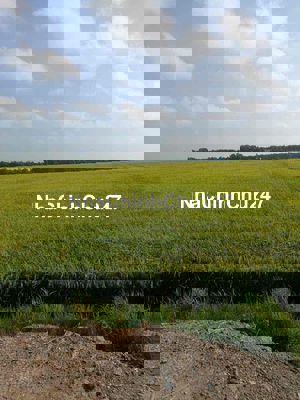 Bán đất lúa mặt tiền 12m, 2 sổ riêng, 3 tỷ/mẫu, chính chủ