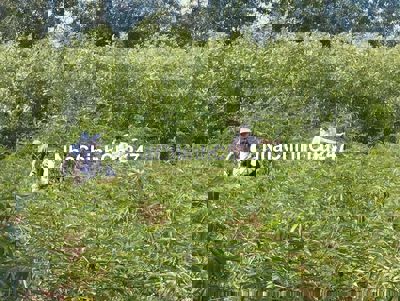 Chính chủ bán nhanh đất CLN Hòa Phú