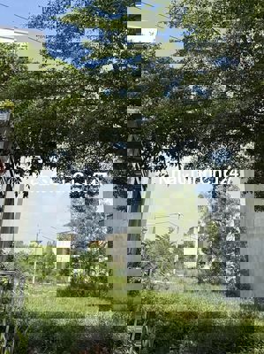 Chính Chủ Cần Bán Gấp Đất Mặt Tiền Mỹ Hạnh Nam – Full Thổ – Sổ Sẵn