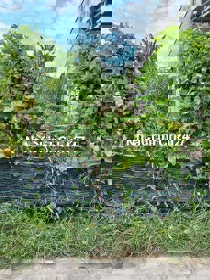 hỉ 1,9 tỷ có căn nhà vườn xinh xắn 15x19,5m 289m2, 100 thổ cư hẻm ô tô