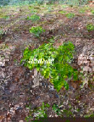 đất sào mặt tiền nhựa Dầu Tiếng, 1000m2 giá 320tr Gần chợ, khu dân cư