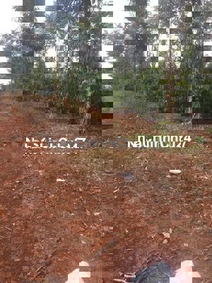 -ĐẤT NN PHƯỜNG BUÔN MA THUỘT,  DT 3,3 SÀO-