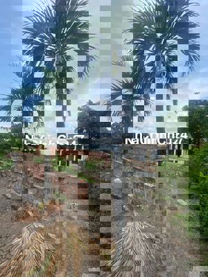 Hàng ngôp giá rẻ 1063m2 FULL THỔ CƯ giá 5.8ti