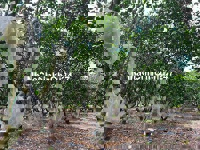 cần tiền bán gấp đất thổ cư sổ riêng