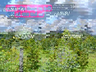 Thanh lý vườn sầu 4532m2 có 400 thổ cư 695tr