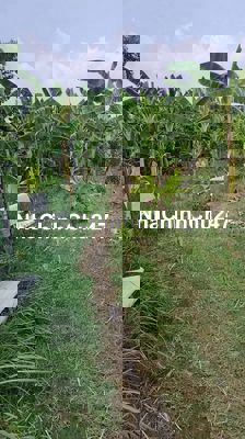 Bán Đất Thổ Cư xã Hưng Long huyện Bình Chánh (1500 m2)