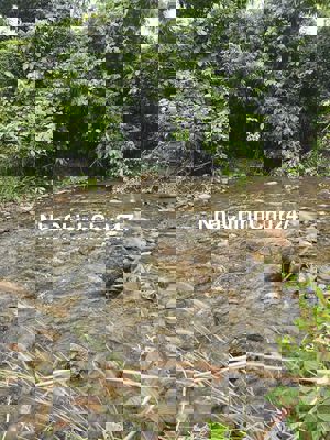 Bán 3 Lô Đất Giáp Suối Đá Lớn - Có Sẵn Thổ Cư - Mặt Tiền Nhựa Lớn