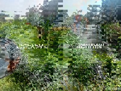 bán lô đất đường nhựa lớn ở Thái Mỹ Củ Chi giá 560 triệu full thổ cư