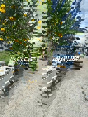 Bán 80m2 đất thổ cư, gần chợ đình ngã 3 mỹ hạnh, giá 525triệu