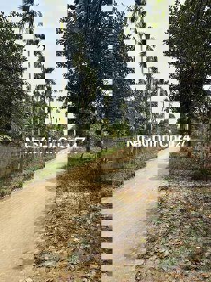 Cần tiền bán đất thổ cư chương mỹ xây nhà thoải mái 330m2 - 990tr