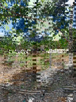 Cần bán đất ở An Hoà, Trảng Bàng, Tây Ninh (chính chủ)