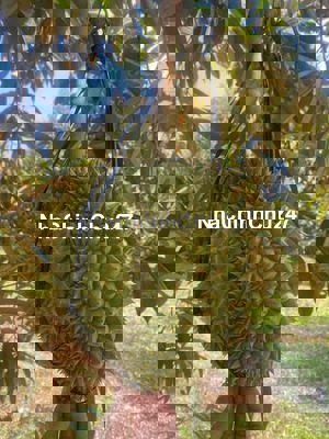 Chính chủ cần thu hồi vốn bán lỗ vườn sầu thái gần 1 sào, có 100 thổ